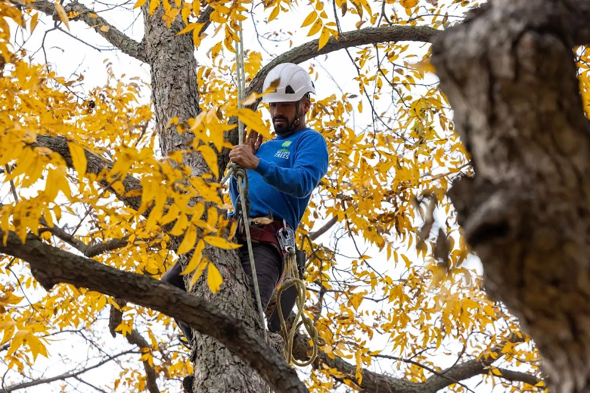 Skilled Tree Transplanting crew working in West Brooklyn