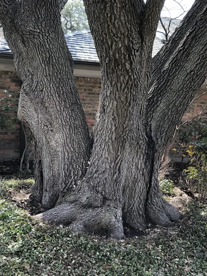 Mature heritage tree close to a West Brooklyn property cared for by certified arborists